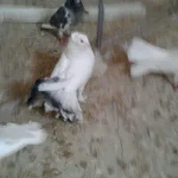 کفتر دم چتری