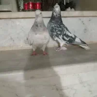 کفتر|پرنده|سبزوار, کهنه آب|دیوار