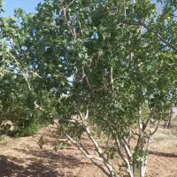 باغ فروشی در فخر آباد تقاب (چاه دوستی ها)|فروش دفتر صنعتی، کشاورزی، تجاری|خوسف, |دیوار