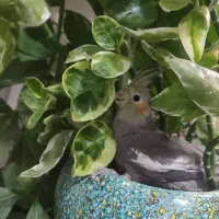 جوجه عروس|پرنده|نجف‌آباد, هفده شهریور|دیوار