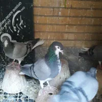 دمگیر|پرنده|اصفهان, پزوه|دیوار