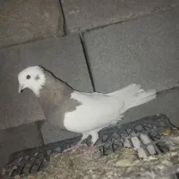 کبوتر طوقی و شیخ