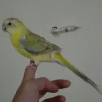 یک عدد طوطی اوازه خوان نر جوان آماده دستی و ...|پرنده|ابهر, |دیوار