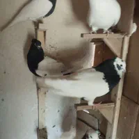 کفتر|پرنده|شیراز, لب آب|دیوار