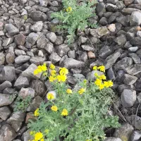 مشاوره روانشناسی