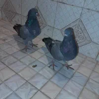 کبوتر سبز و سرور|پرنده|قائمشهر, |دیوار