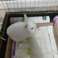 خرگوش سفید برفی