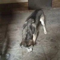 هاسکی|سگ|مشهد, محمدآباد|دیوار