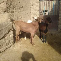 بزغاله سانن الپاین