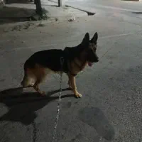 ژرمن شپرد نر