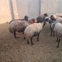 ۳۰راس میش چالی|حیوانات مزرعه|پیشوا, |دیوار