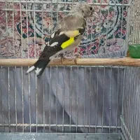 سهره قناری،آکواریوم