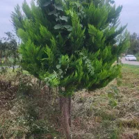 کاج|گل و گیاه طبیعی|صومعهسرا, |دیوار