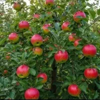 افزایش رشدوباردهی بیشتر با تغذیه اصولی(ارسال فوری)|گل و گیاه طبیعی|شیراز, حومه شیراز|دیوار