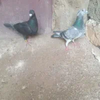 بزک و سیاه پلاکی