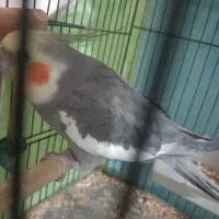 طوطی عروس هلندی نر مست آماده جفت سخنگو|پرنده|الوند, |دیوار