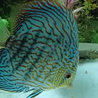 ماهی دیسکس نر