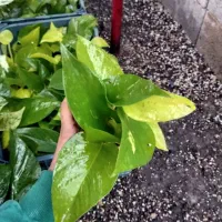 پتوس|گل و گیاه طبیعی|گتاب, |دیوار