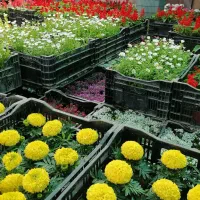 خدمات باغبانی و گل کاری