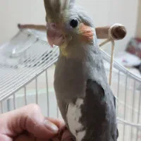 عروس هلندی نر رام و دستی