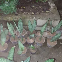 گل سانسوریا