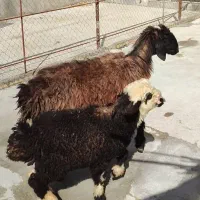 میش بره دار