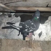 کفتر سینه سیاه|پرنده|فسا, |دیوار