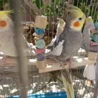 عروس هلندی مولد