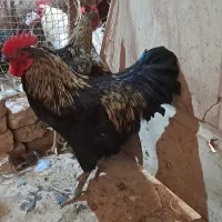 خروس درجه ۱|حیوانات مزرعه|هشتگرد, شهرک وحدت|دیوار