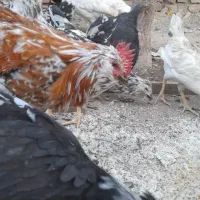 بقلمون  نر خروس گلین|حیوانات مزرعه|شاهدشهر, |دیوار