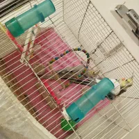 عروس هلندی نر و ماده (نر سخنگو)|پرنده|مشهد, ویلاشهر|دیوار