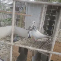 دو جفت کبوتربالغ با یک جوجه وتخم