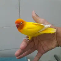 یک جفت کوتوله برزیلی