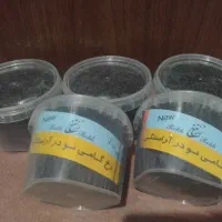سنجاق شینیون رخ