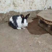 دو عدد خرگوش بالغ