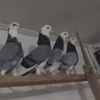 کفتر۲۳شازده سبزپشت سبزواقعاعالی جنس پرشی بشرط یکجا