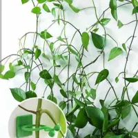 گیره نگهدارنده پتوس|گل و گیاه طبیعی|قم, ولیعصر|دیوار