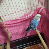 فروشی|پرنده|ری, شهرری|دیوار