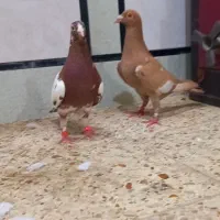 میلمنز