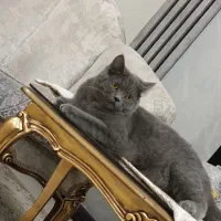 گربه اسکاتیش بریتیش