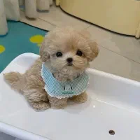 فسقلی های تی کاپ