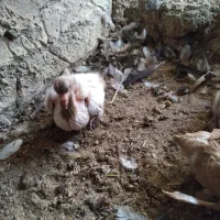 زینتی جوجه|پرنده|اردکان, |دیوار