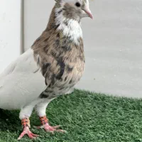 کفتر رنگی|پرنده|مرودشت, بیست متری بیمارستان|دیوار