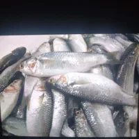 گاریز چاق ب شرط روغن