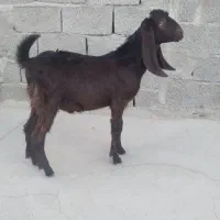 تروشت فروشی