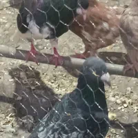 خوشرنگ سیاه
