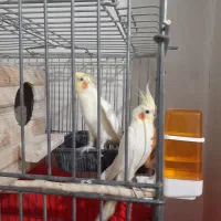 یک جفت عروس هلندی نروماده