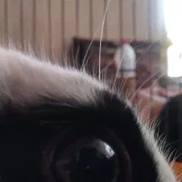 خرگوش|موش و خرگوش|کاشمر, |دیوار