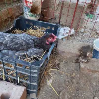 لوازم فروشی .کدوک|ظروف پختوپز|ایرانشهر, |دیوار