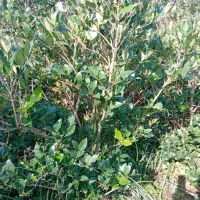 گل وگیاه طبیعی